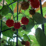 Deck Raspberries
