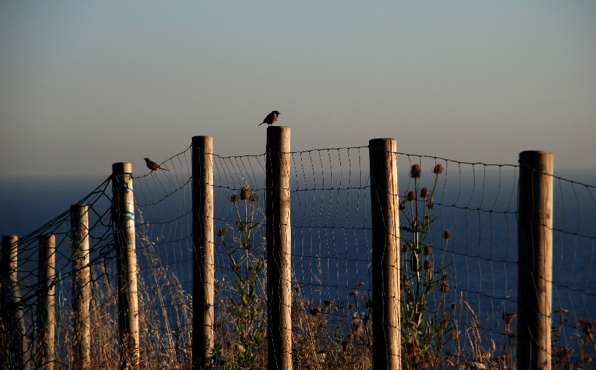 Birds on the beach