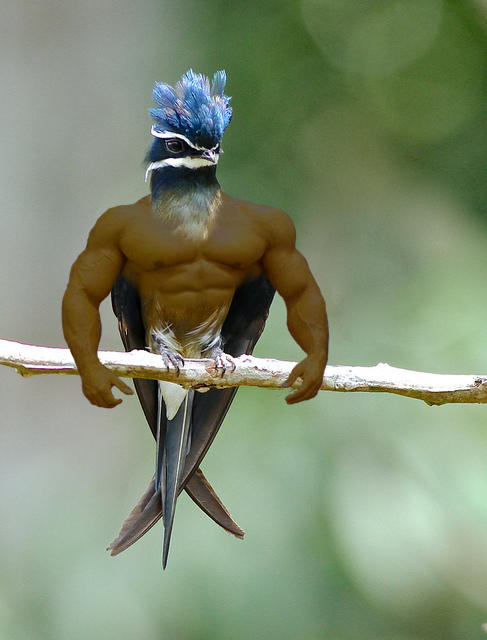 Bodybuilder Parrot Musclebird #6 by antdragonist on DeviantArt
