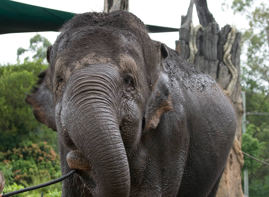 Elephant Intelligence by leonami on DeviantArt