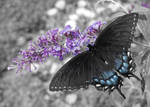 Swallowtail on Butterfly Bush by tleach0608