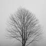 Tree on a Foggy Morning