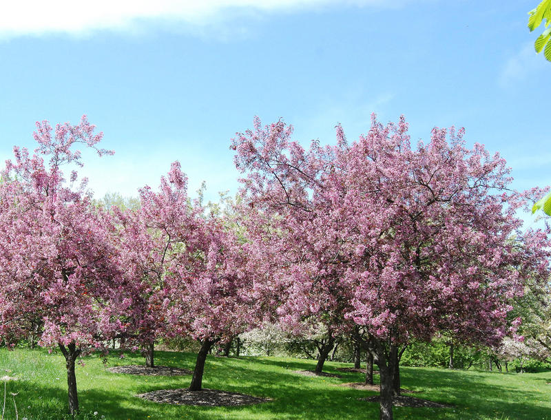 Cherry Blossoms