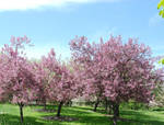 Cherry Blossoms by tleach0608