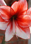 Red and White Amaryllis by tleach0608