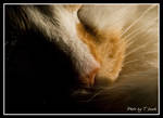 To Sleep, Perchance To Dream by tleach0608