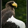 Stellar's Sea Eagle