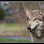 Wolf I Am