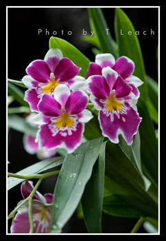 Orchid or Pansy?