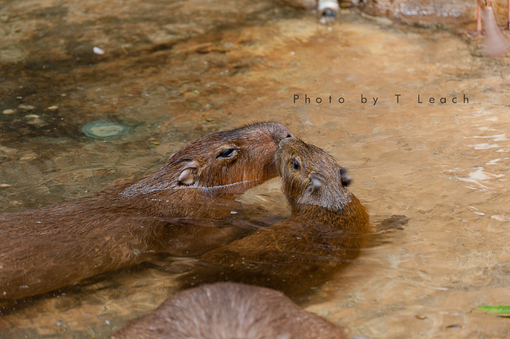 Capybara Cuddles