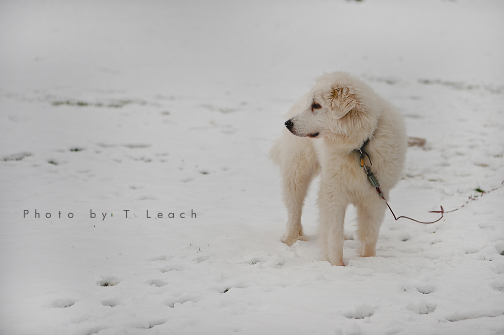 Puppy on Patrol