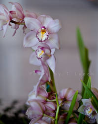 Orchids in Twilight
