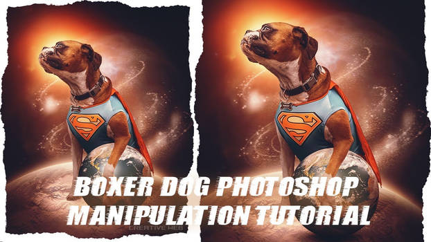 Boxer Dog Photoshop Manipulation