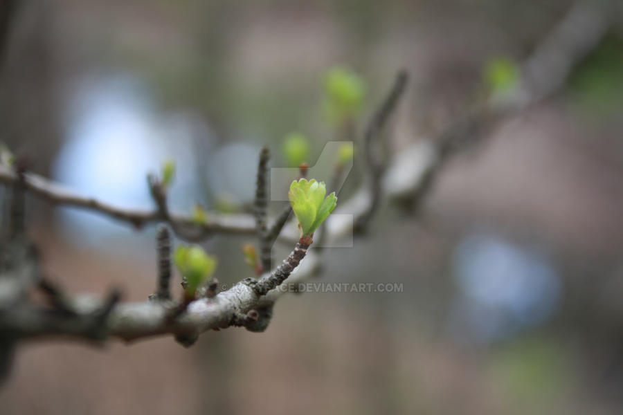 Growing Bud