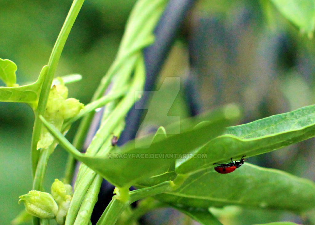 Ladybird