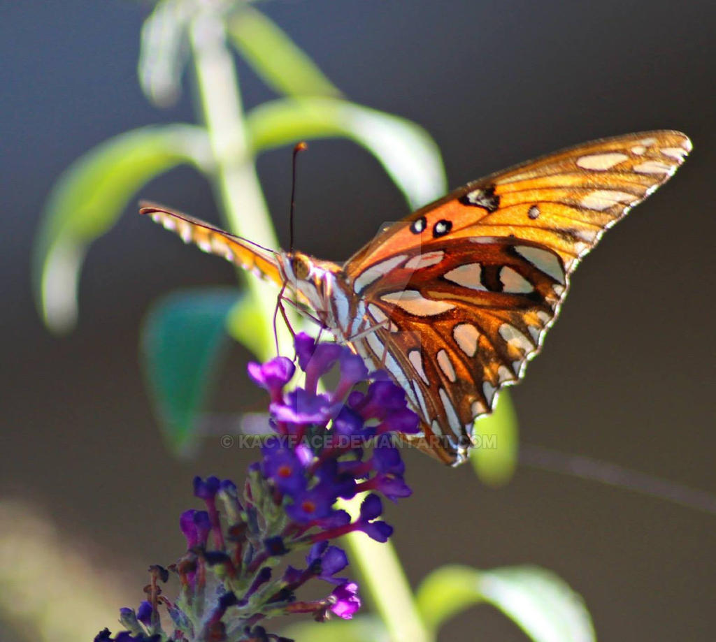 Autumn Butterfly