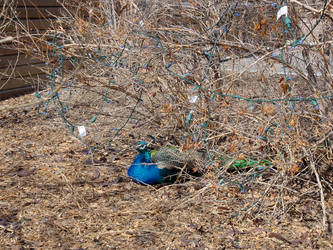 STOCK - Denver Zoo - Indian Peacock 3