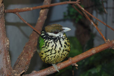 STOCK - Denver Zoo - White Eared Catbird