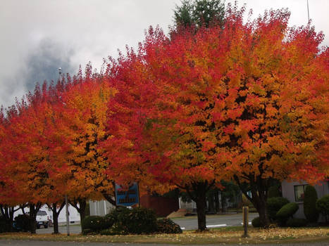 Solarized Trees