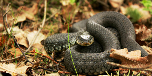 Angry snake. by TinoTey on DeviantArt