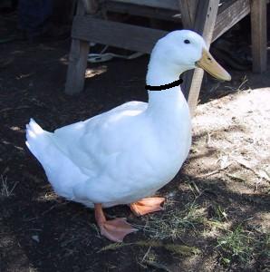 Bebek Belang Kalung