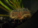 flower hat jelly by meihua-stock
