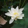 lotus 1.1