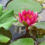 water lily flower 1