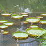 lily pads 1.3