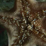 sea star mouth
