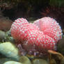 anemone 2.1