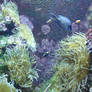 underwater anemone scene