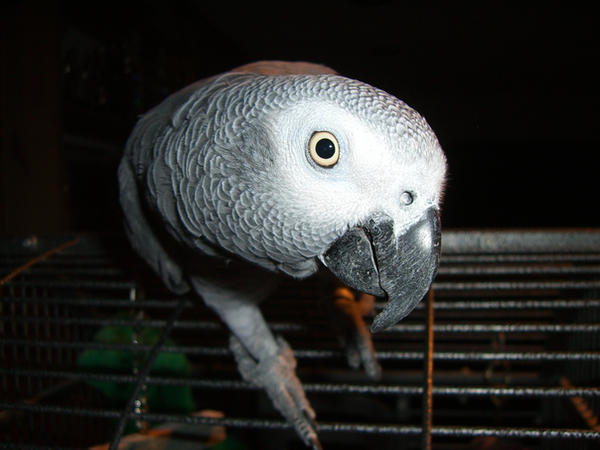 african grey parrot 6.2