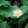 lotus 3.4