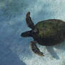 green sea turtle 1