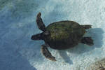 green sea turtle 1 by meihua-stock