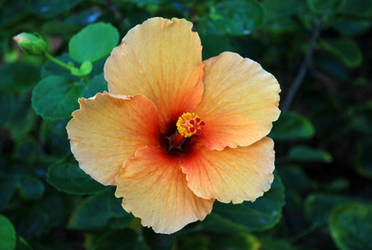 hibiscus 4.1