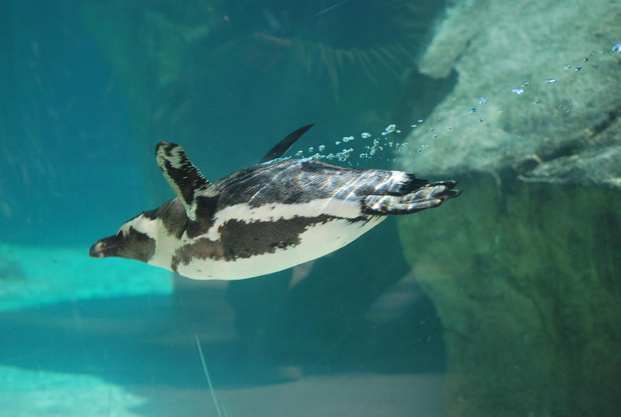 african penguin 4.2 - dive by meihua-stock
