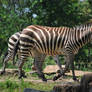 zebra 3.2