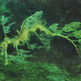 leafy seadragon 3.1