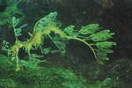 leafy seadragon 3.1