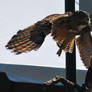 eurasian eagle owl 1.5