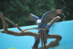 hyacinth macaw 4.4