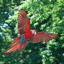 greenwing macaw 1.2