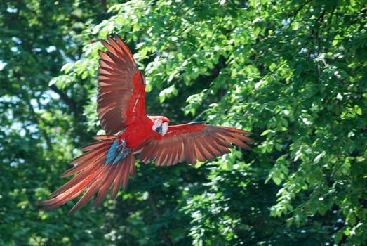 greenwing macaw 1.2