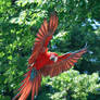 greenwing macaw 1.1