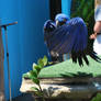 hyacinth macaw 4.1