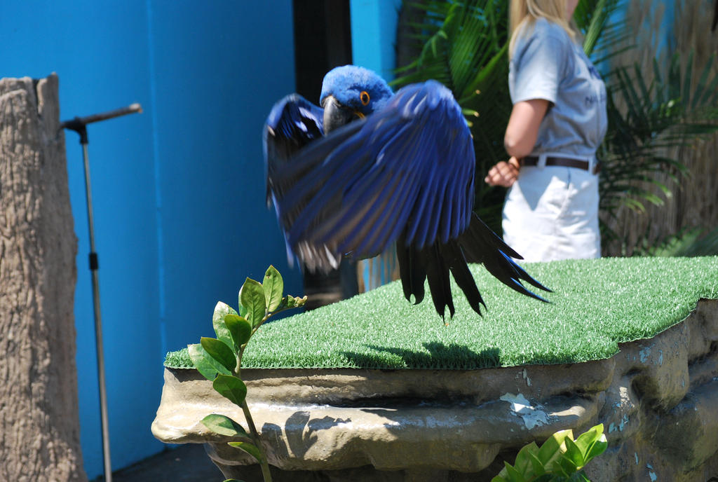 hyacinth macaw 4.1