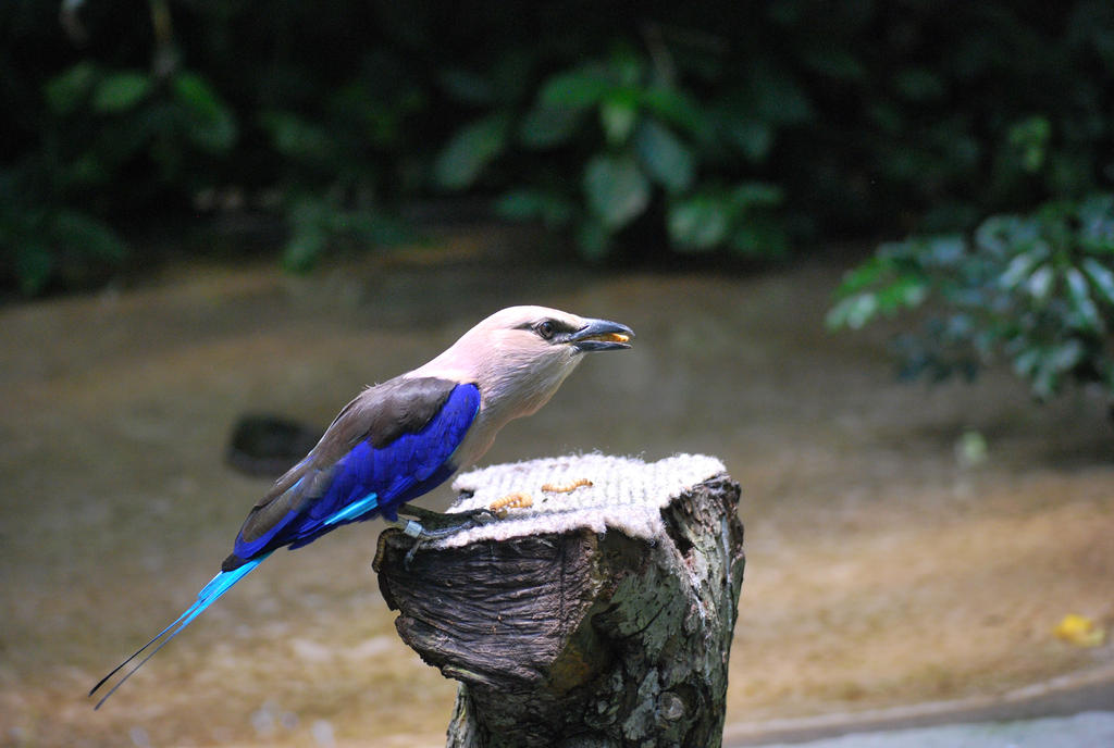 blue-bellied roller 2.7