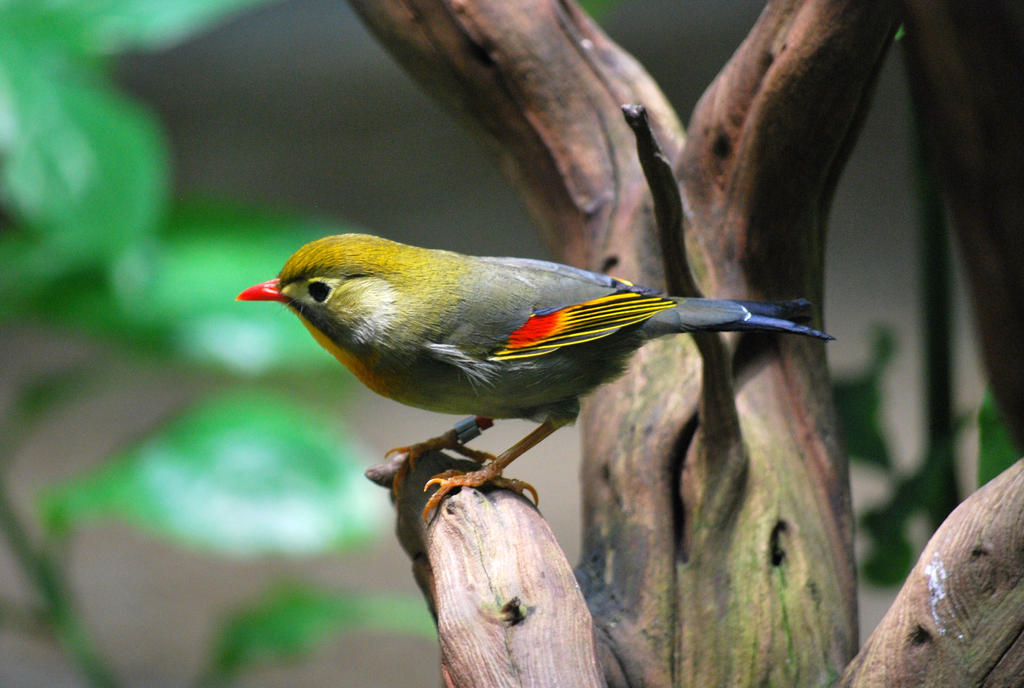 red-billed leiothrix 1.5